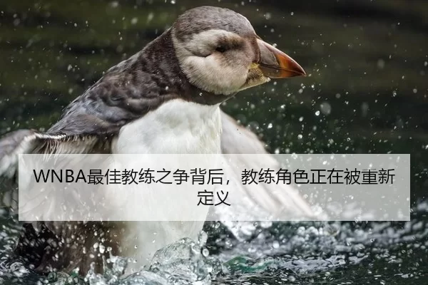 WNBA最佳教练之争背后，教练角色正在被重新定义